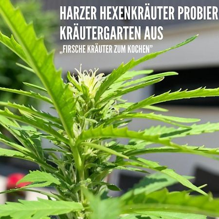 Harzer Healing Center 2024 Gemuetliche Landhauswohnung Mit Fussbodenheizung,Xxl Kochinsel,Xxl Regenduschen,Modern,Hochwertig,Persoenlich,Vollausgestattet เอลบิงเงอโรเดอ ภายนอก รูปภาพ