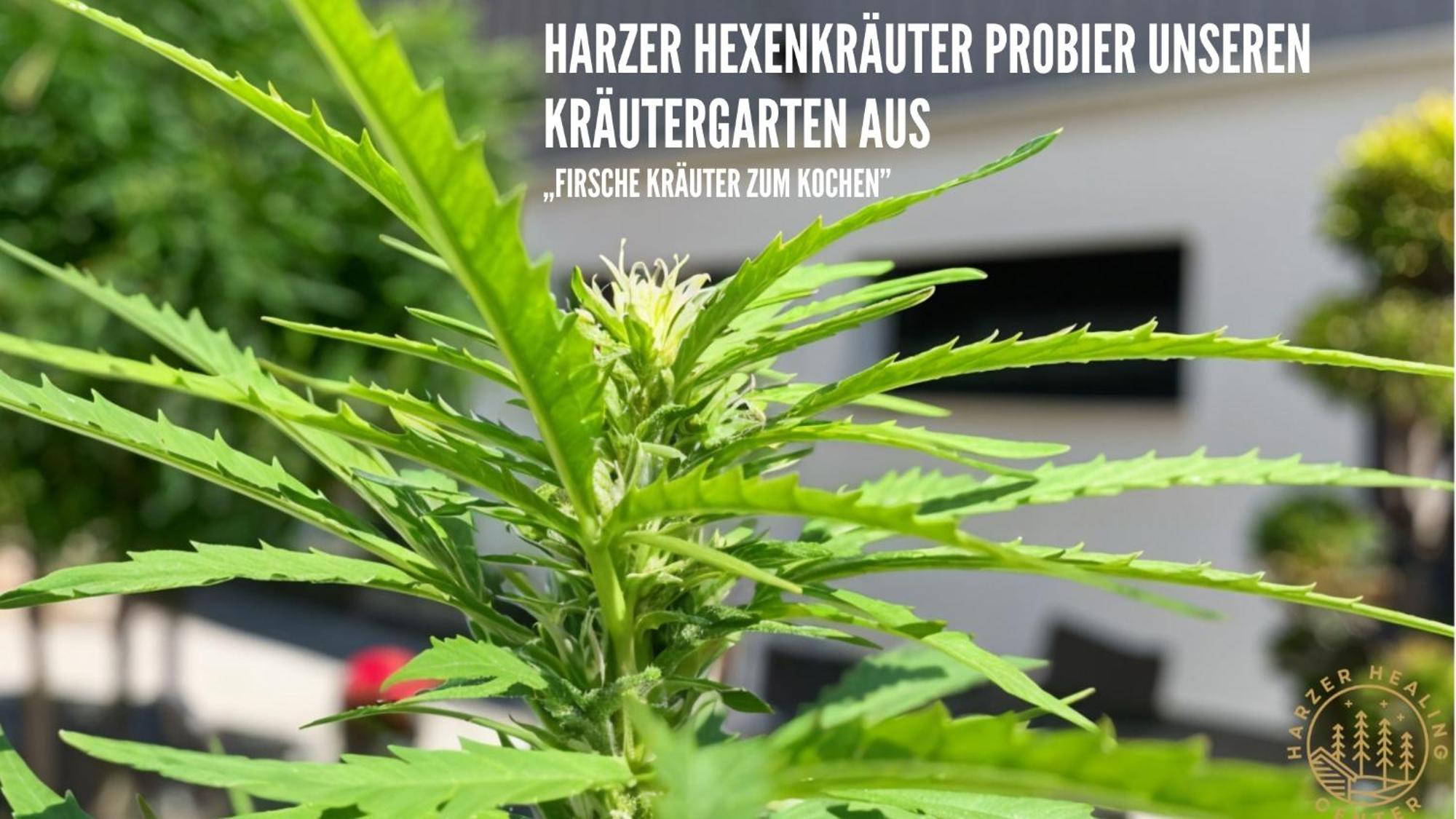 Harzer Healing Center 2024 Gemuetliche Landhauswohnung Mit Fussbodenheizung,Xxl Kochinsel,Xxl Regenduschen,Modern,Hochwertig,Persoenlich,Vollausgestattet เอลบิงเงอโรเดอ ภายนอก รูปภาพ